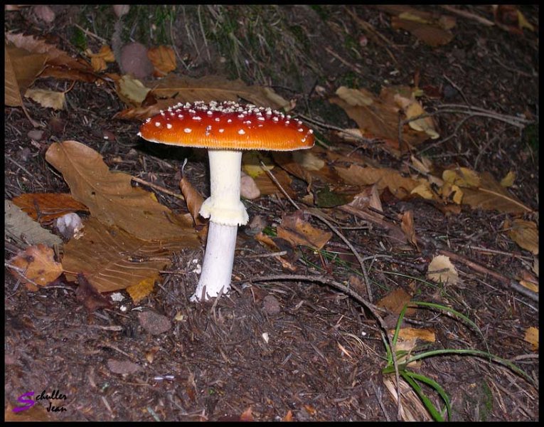 Champignon 3 copie